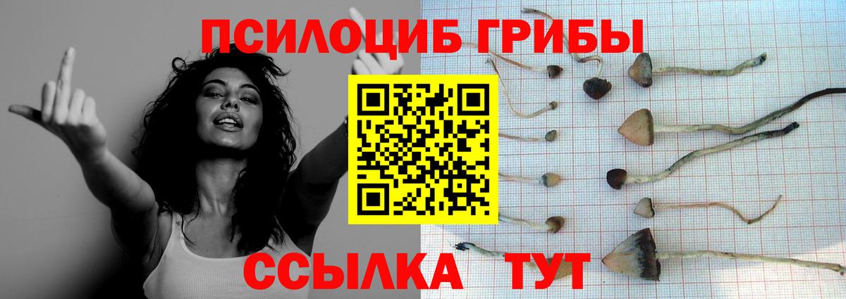 Галлюциногенные грибы Psilocybine cubensis Ижевск